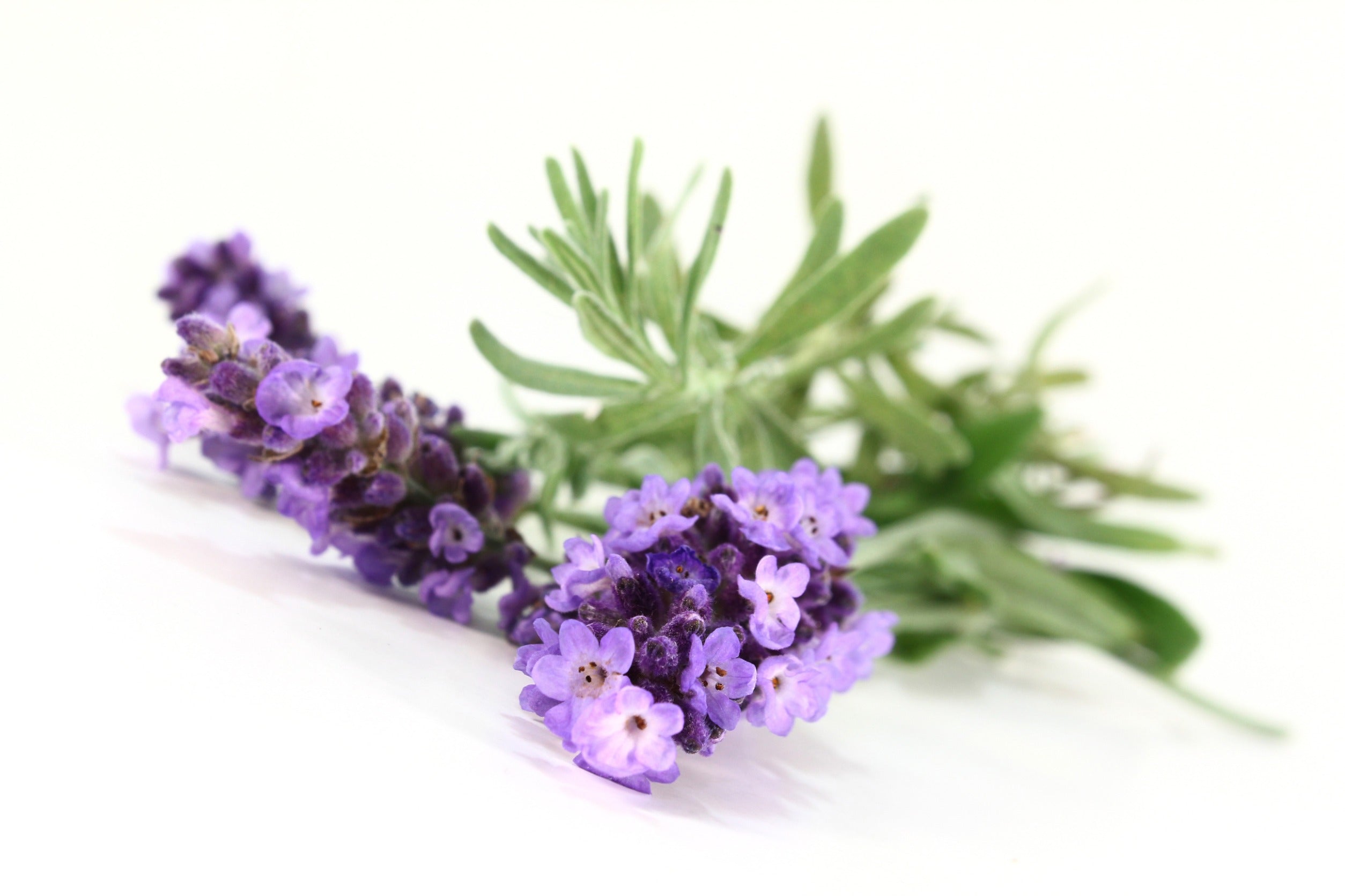 Ein Zweig Lavendel mit lilanen Blüten